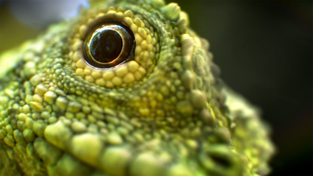Close-up of a green lizard's eye with detailed texture