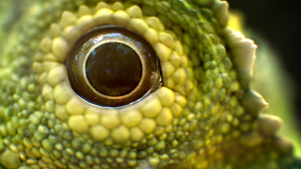 Close-up of a lizard's eye with detailed texture